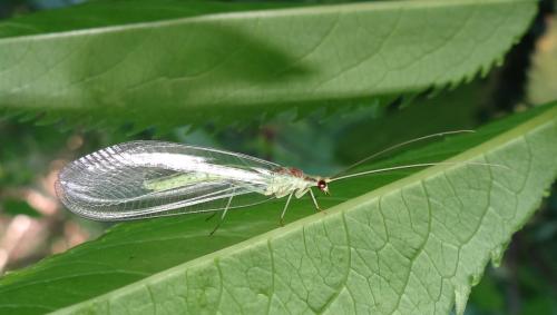 Nineta pallida